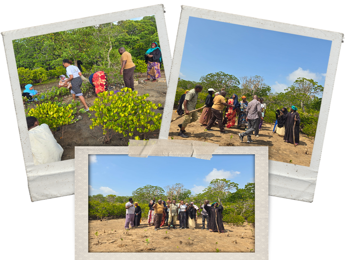 🌿 Celebrating World Mangrove Day 2026! 🌍💚